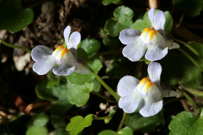 Cymbalaria muralis